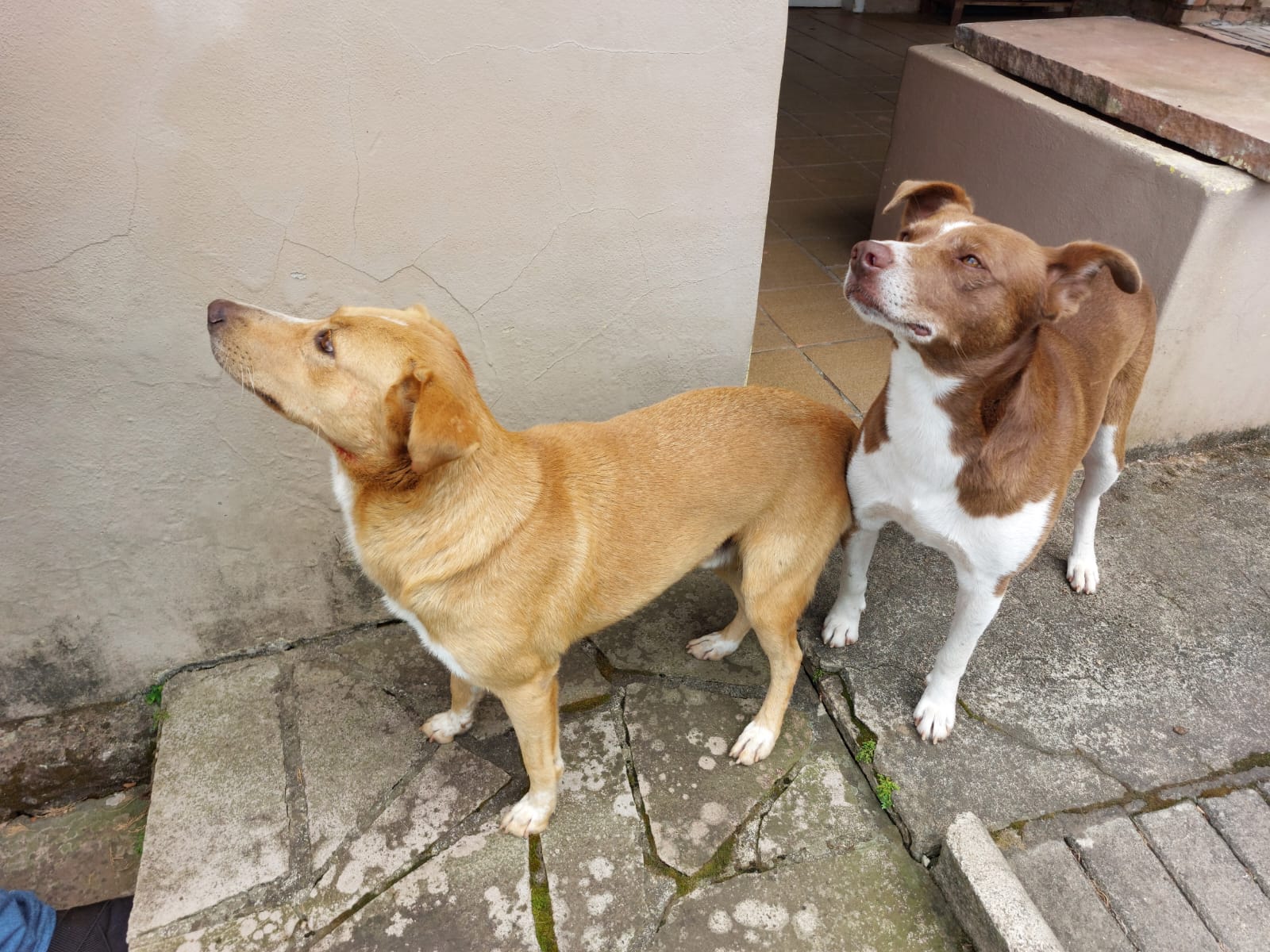 Caramelo e Amigo aparecem juntos na foto