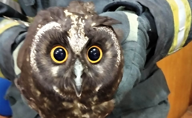 Coruja presa entre duas mãos