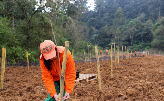 Homem de laranja planta uma árvore em meio a um grande área