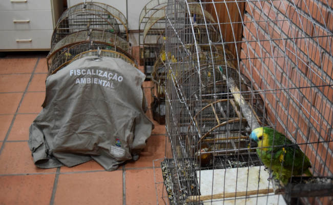 No chão, gaiolas com os passarinhos. Na primeira, um papagaio sentado no puleiro