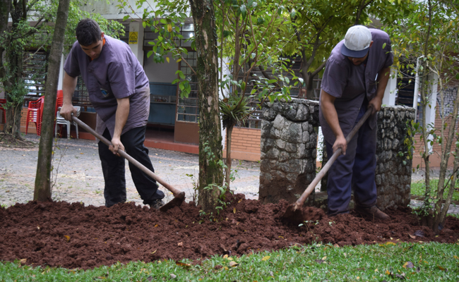 Dois homens com enxadas mexem em uma terra ao redor de uma árvore