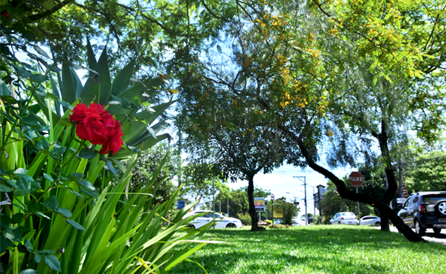 Com uma rosa em primeiro plano, um jardim com grama e árvores preenchem a foto em segundo plano