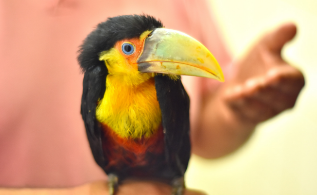 Foto de um Tucano-de-bico-verde, que uma ave com o bico alongado na cor ver e com penas em preto e amarelo 