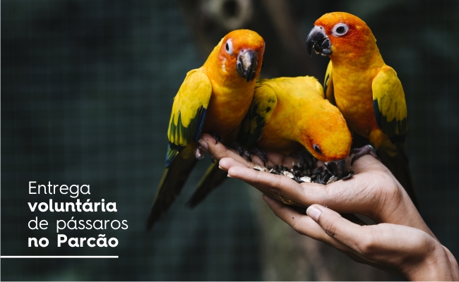 Dois passarinhos em cima de um galho de árvore e o escrito "entrega voluntária de pássaros no Parcão"