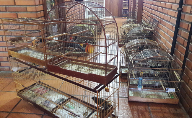 Em um sala, gaiolas no chão