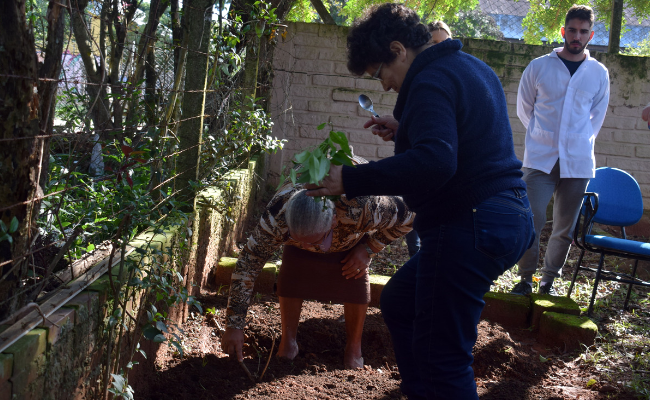Duas senhoras plantam na terra as mudas