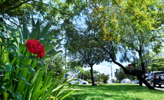 Com uma rosa em primeiro plano, um jardim com grama e árvores preenchem a foto em segundo plano
