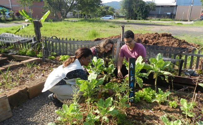 Em uma horta, três pessoas colhendo verduras