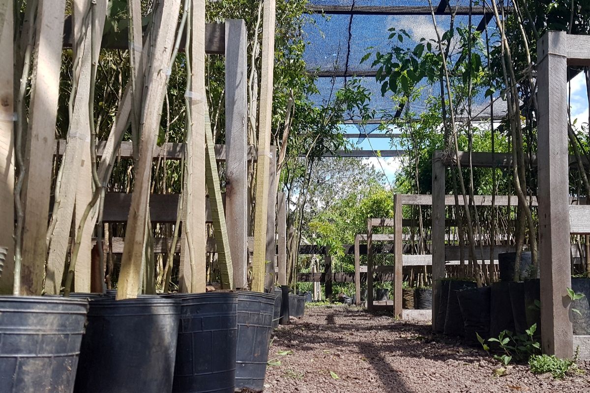 Pote de mudas de árvores em potes pretos