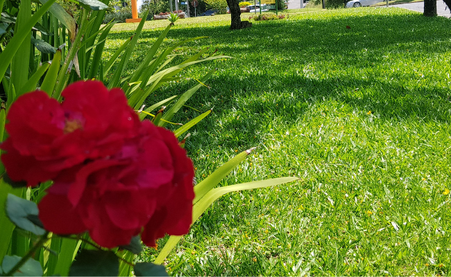 Em primeiro plano, uma rosa vermelha. Ao fundo, uma área de grama