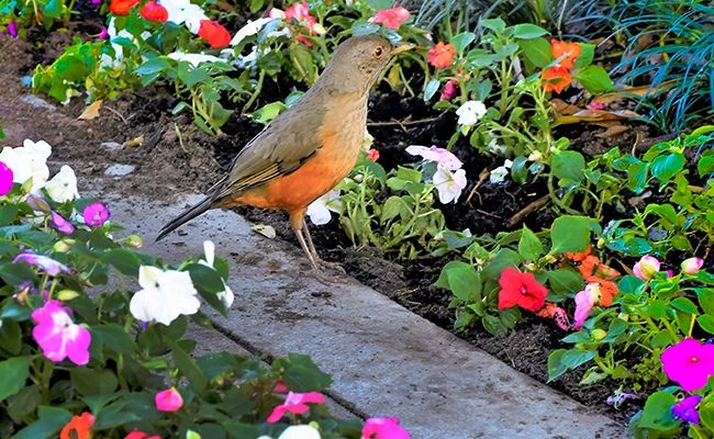 Em meio a um jardim, um passarinho no chão