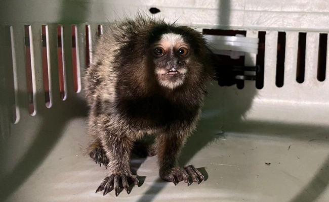 O sagui é um pequeno primata originário da América do Sul, pesando entre 300 e 500 gramas