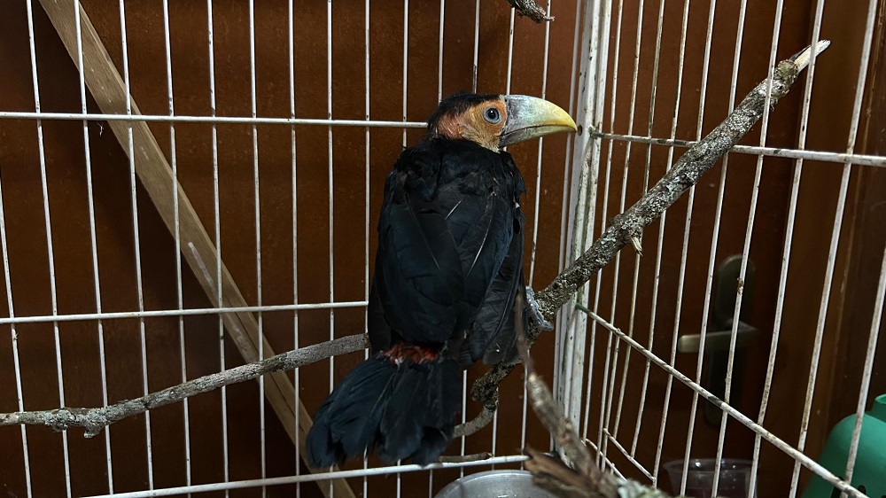 Com medo que ave fosse atacada por outros animais, moradora acionou a equipe técnica