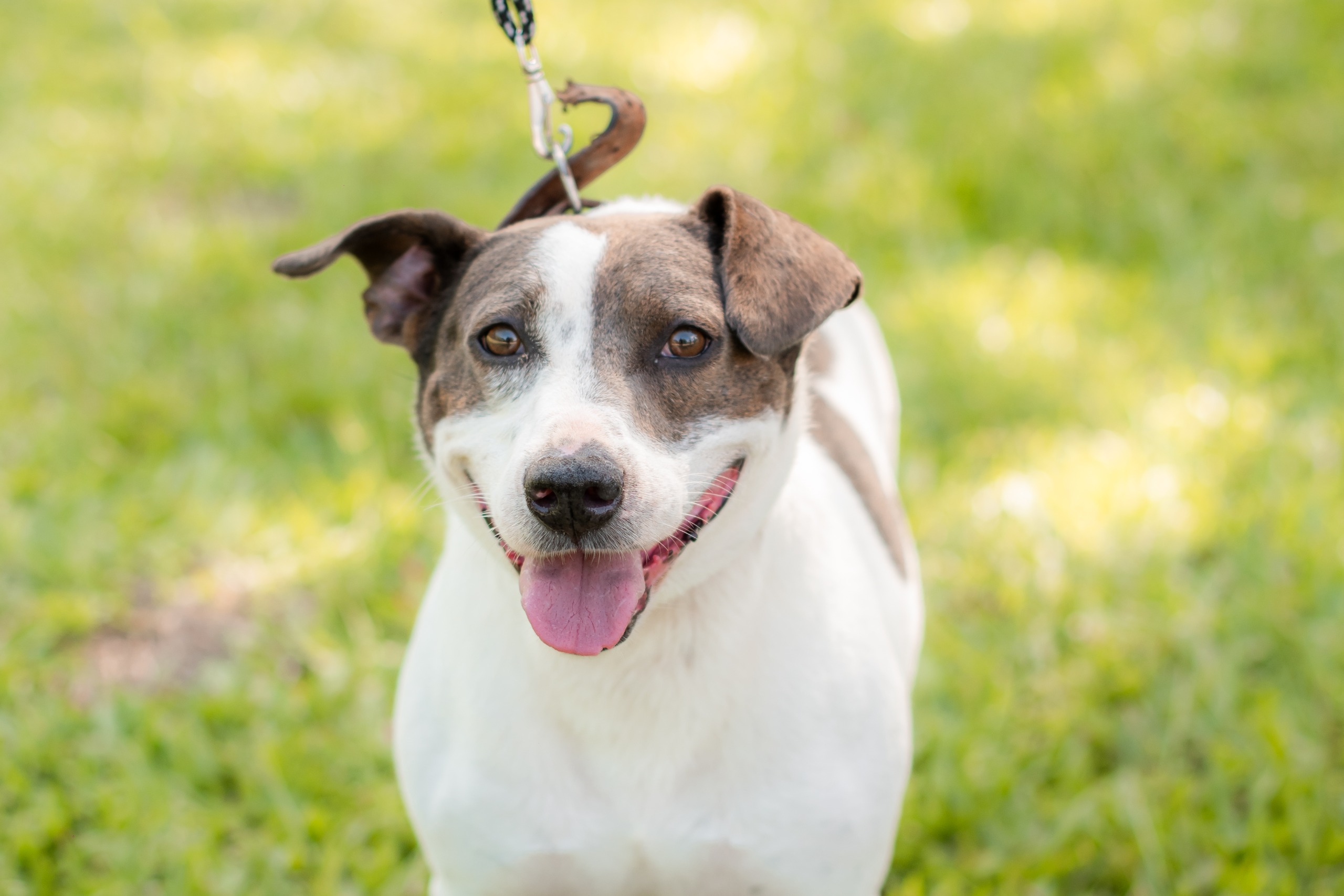 Cachorrinho sorrindo para a câmera