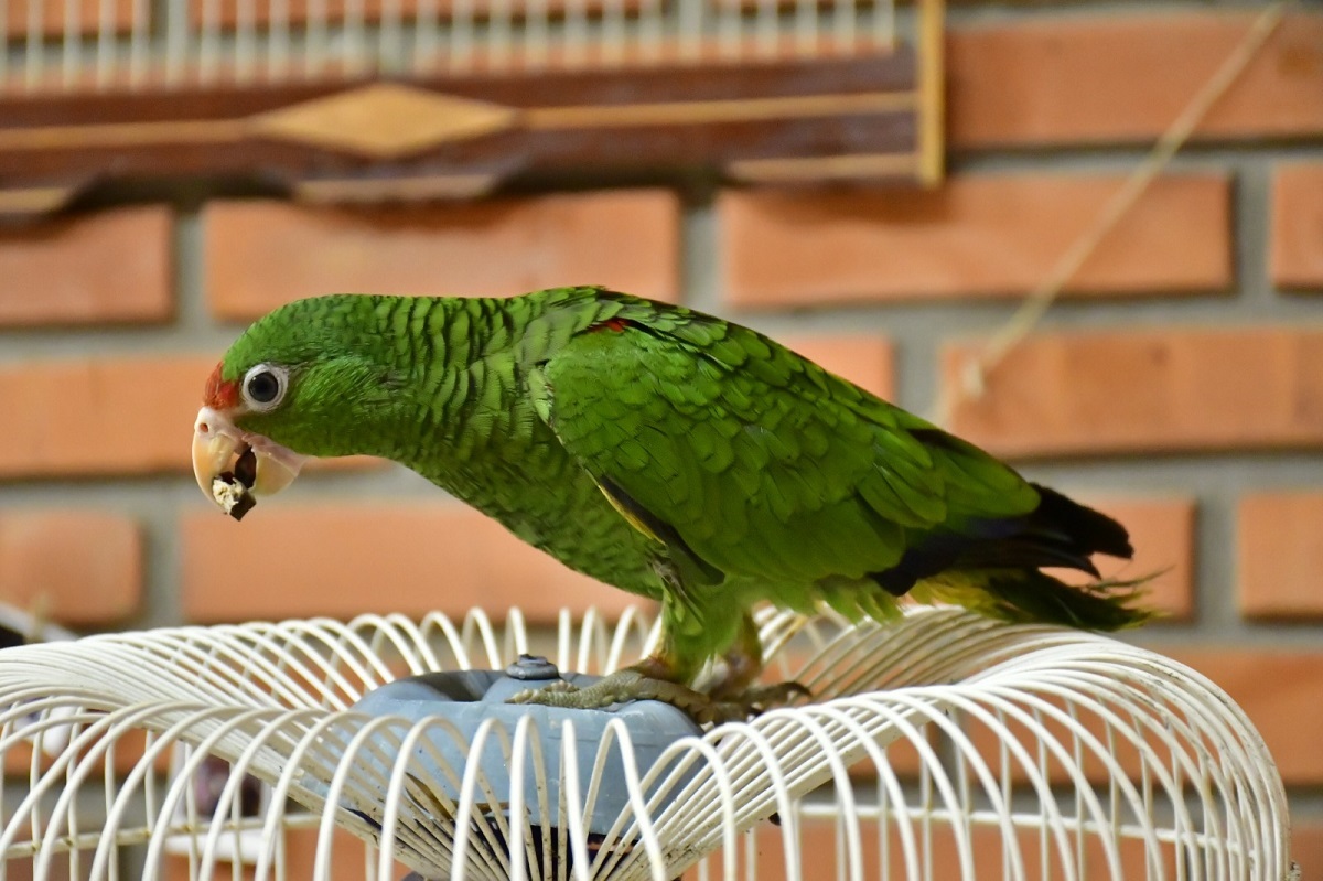 Uma fêmea de papagaio-charão foi entregue à Diretoria de Proteção Ambiental (DPA) da Prefeitura nesta segunda-feira (3). A ave, que ocorre na Mata Atlântica e no Pampa, é ameaçada de extinção e pertence à categoria vulnerável no Rio Grande do Sul.