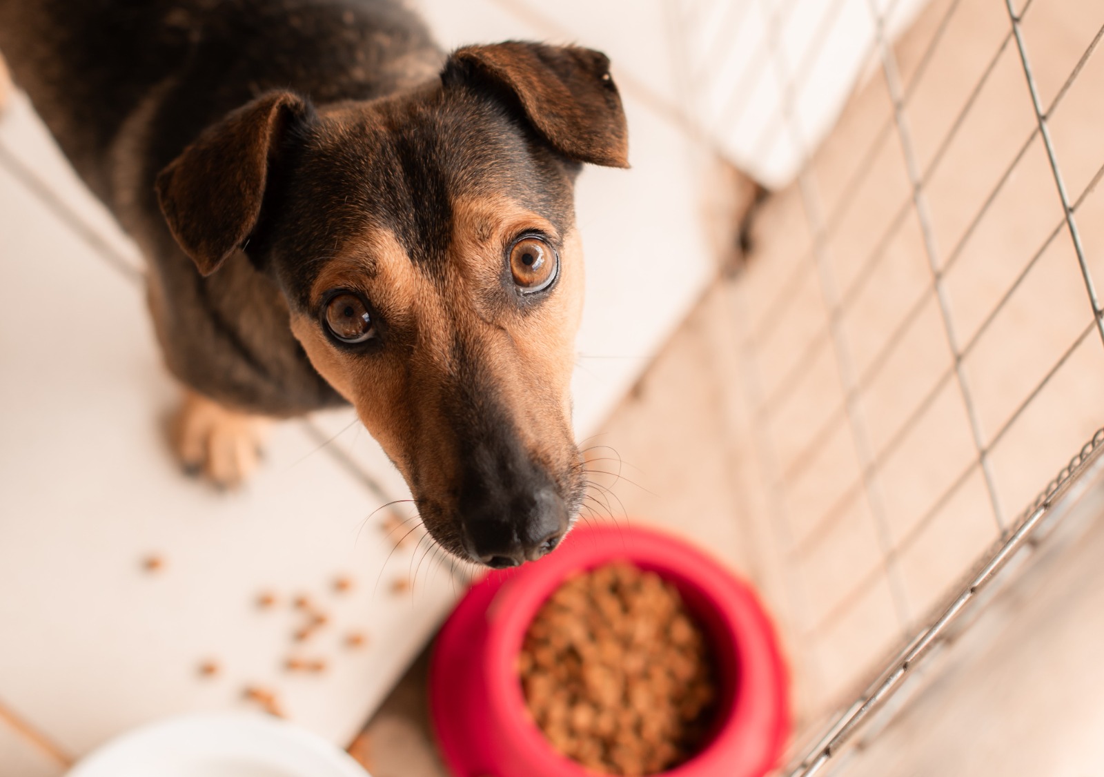Animais estarão disponíveis para adoção semanalmente na Praça do Imigrante