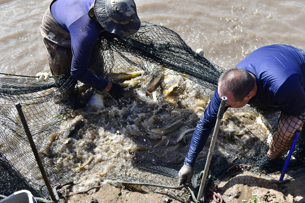 Despesca marca início da preparação para a Feira do Peixe de Novo Hamburgo 