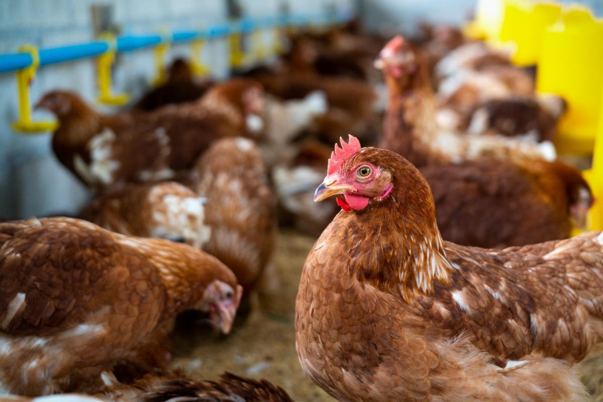 Não há riscos de consumo de carne e ovos para a população