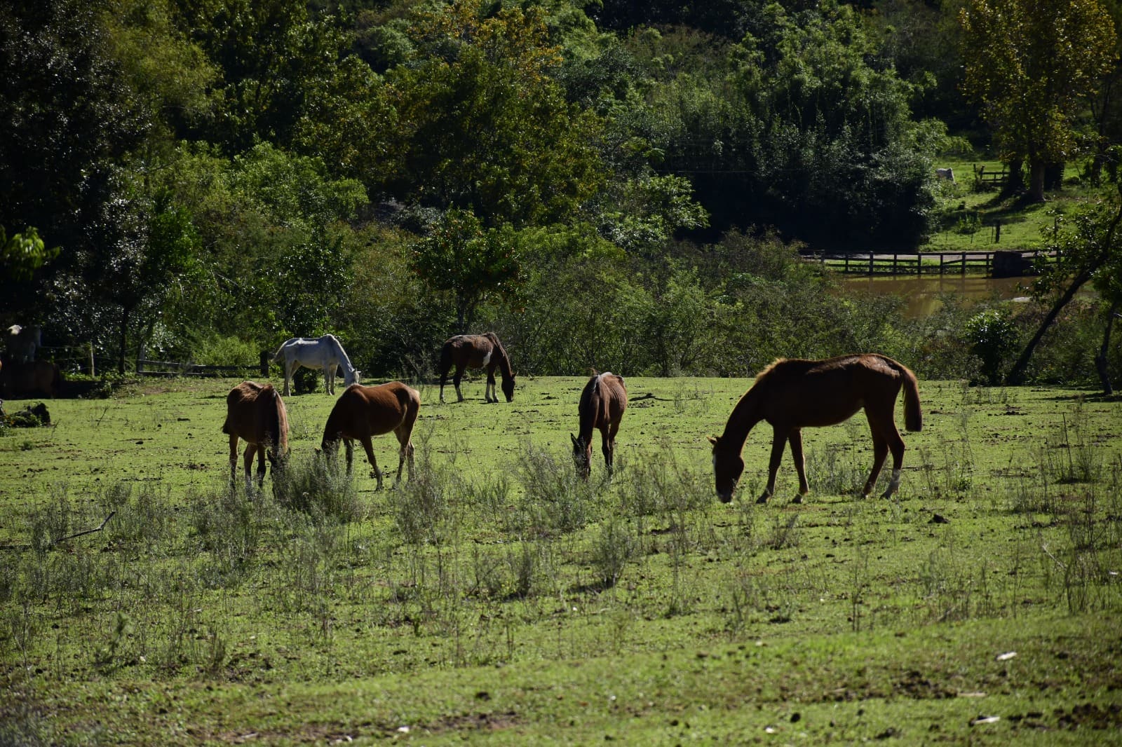 Animais são recuperados e posteriormente disponibilizados para adoção
