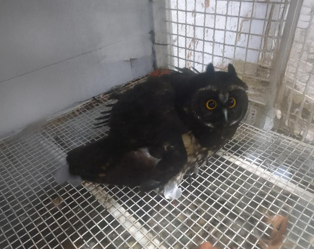 Coruja mocho-diabo ferida é resgatada em Novo Hamburgo