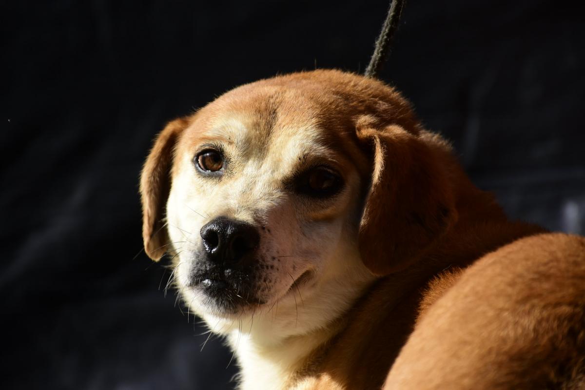 Serviço vai ampliar as ações desenvolvidas pelo Município na causa animal