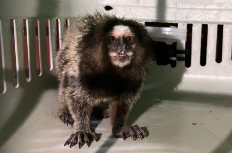 O sagui é um pequeno primata originário da América do Sul, pesando entre 300 e 500 gramas