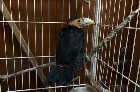 Com medo que ave fosse atacada por outros animais, moradora acionou a equipe técnica