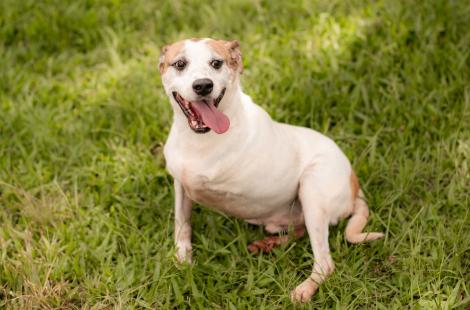 Cães estão prontos para ganharem um novo lar