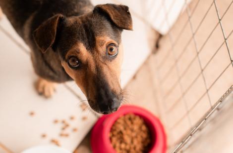 Animais estarão disponíveis para adoção semanalmente na Praça do Imigrante
